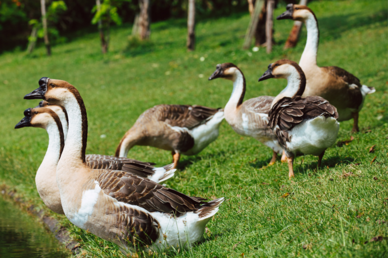 Brown African – Flockjourney