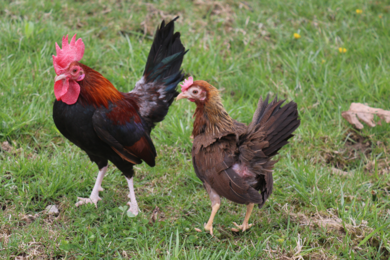 Old English Bantams – Flockjourney