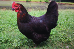 Black Sex-Link – Flockjourney