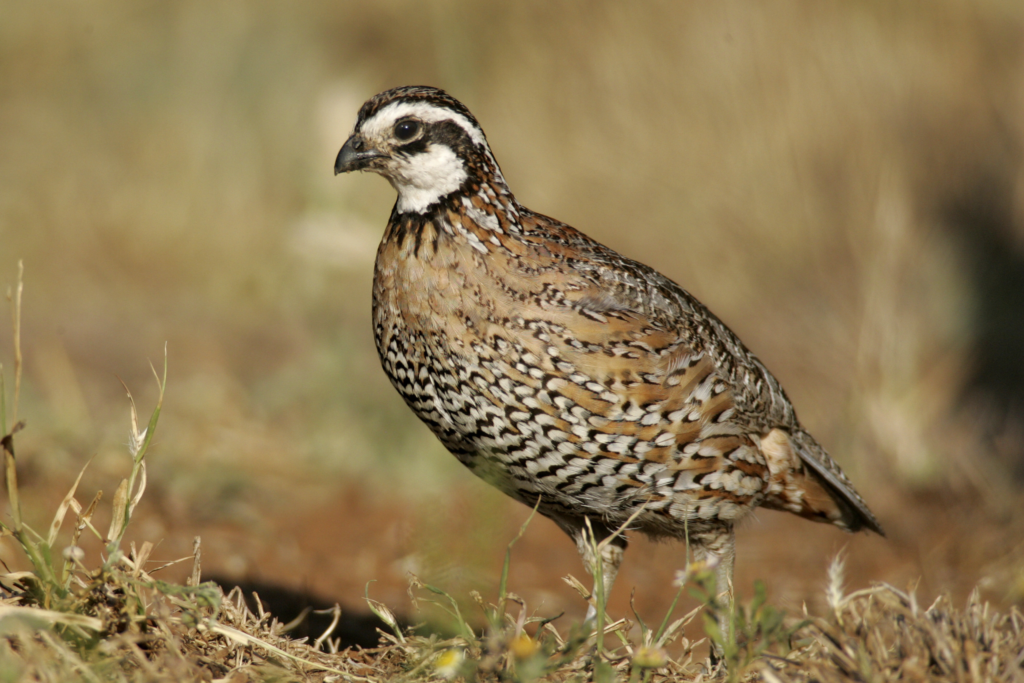 bobwhite quail