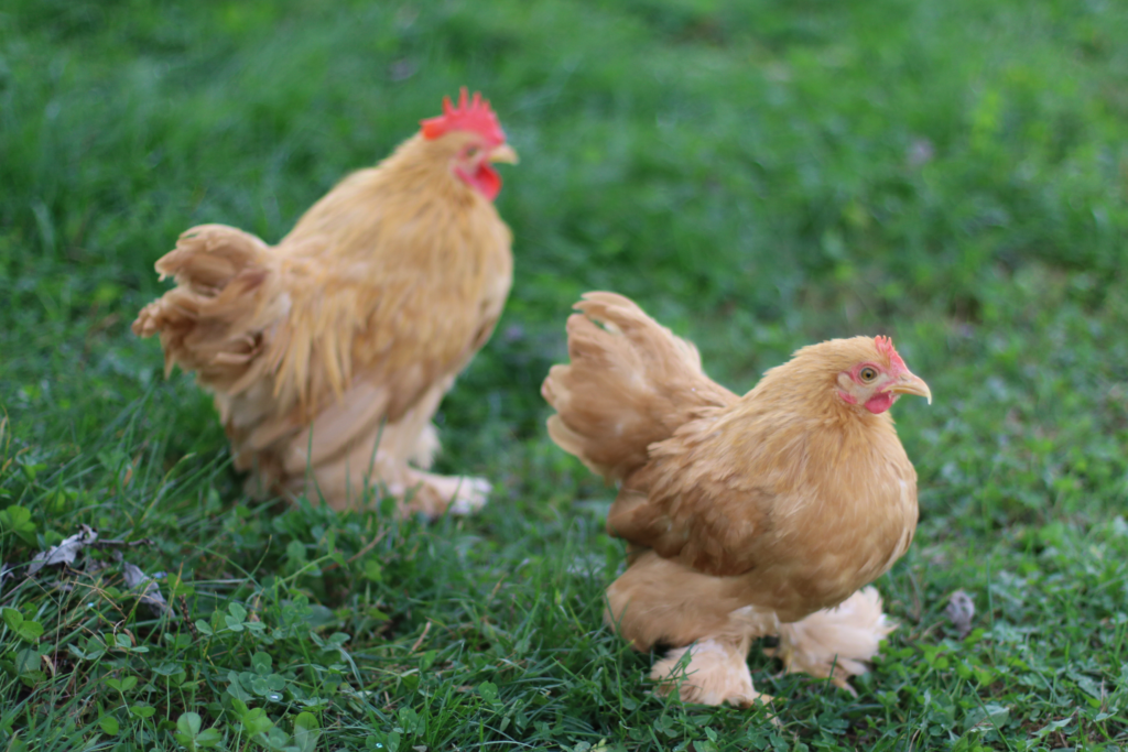 White Cochin Chicks