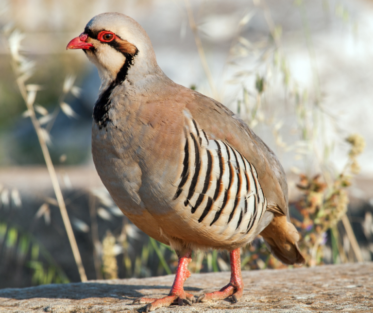 Pheasants and Chukars – Flockjourney