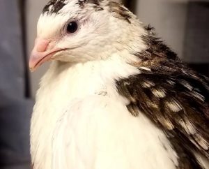 Coturnix – Flockjourney