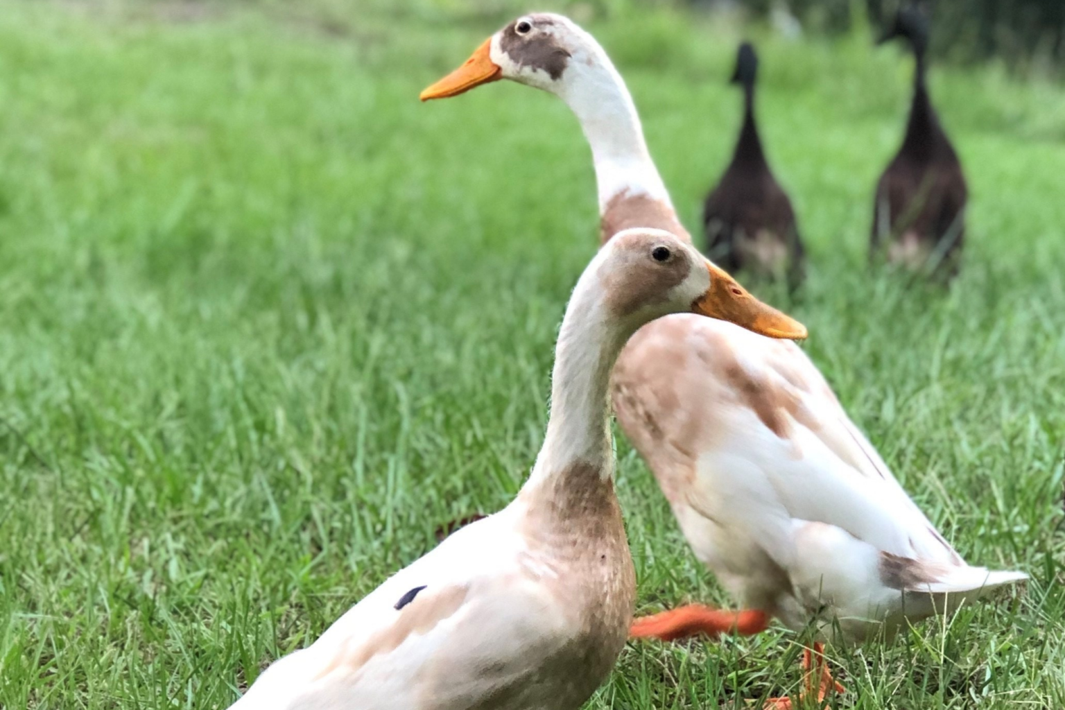 Runner Ducks Flockjourney