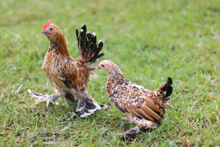 d’Uccle Bantams – Flockjourney