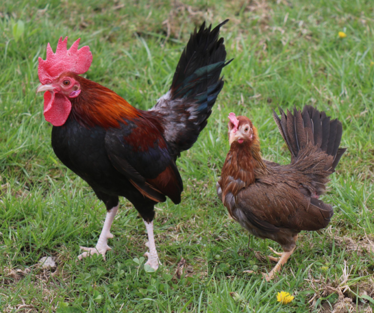 Bantams – Flockjourney