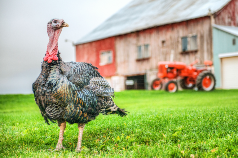 Orlopp Bronze Flockjourney