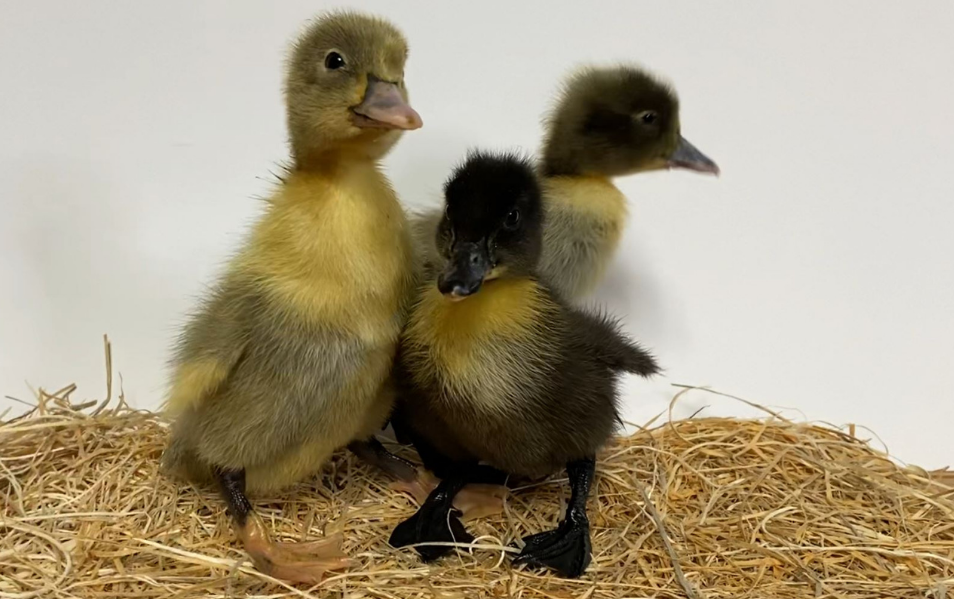 crested blue swedish duck