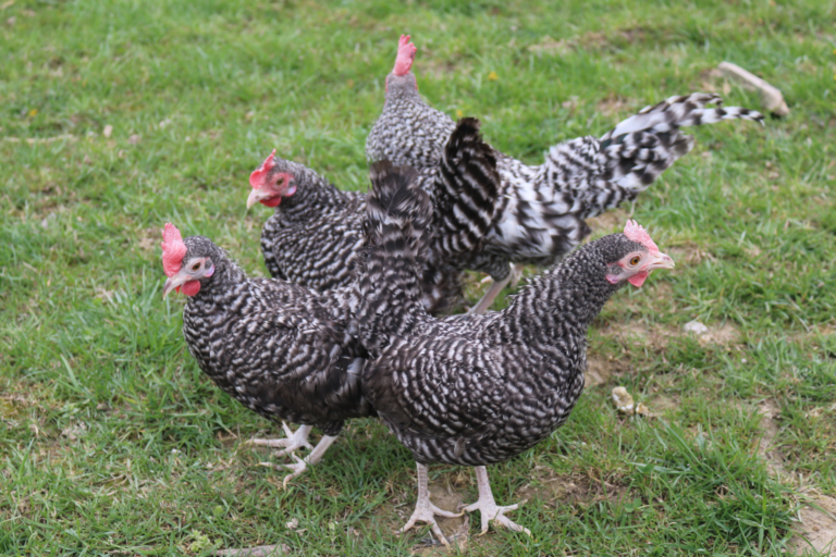 Old English Bantams Flockjourney   Barred Old English Bantams 768x512 