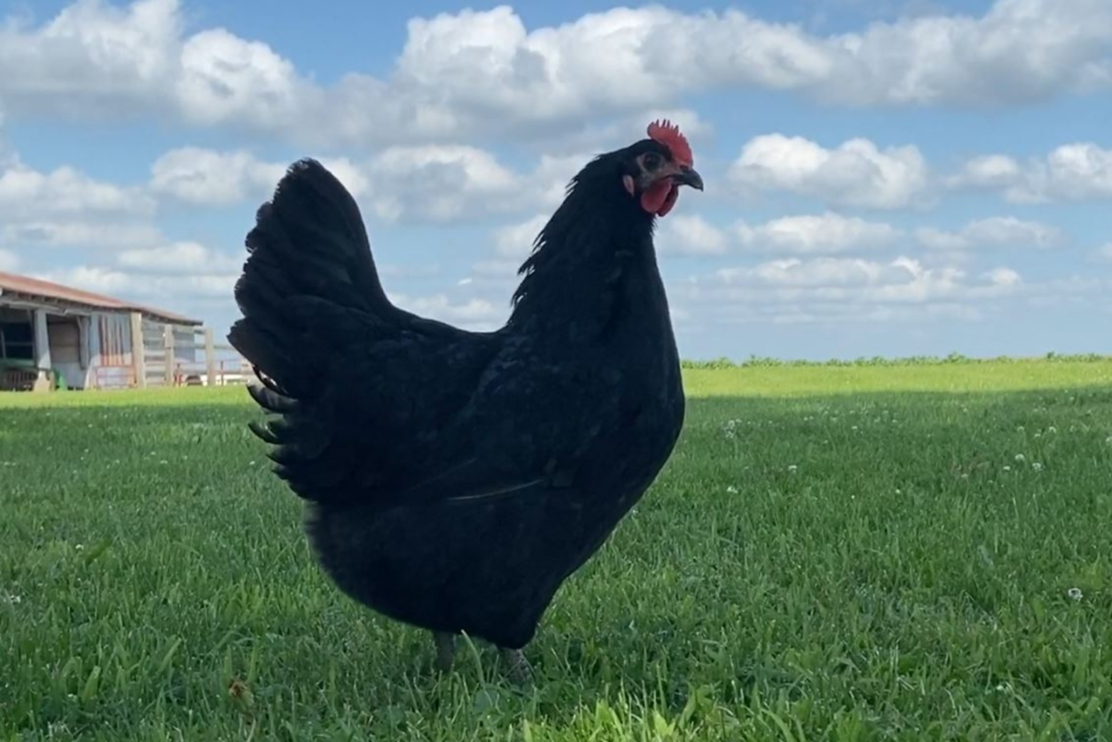 Jersey Giants Flockjourney