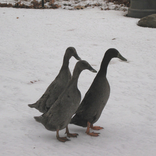 chocolate indian runner duck