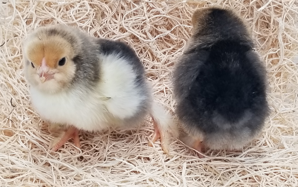Baby Chicks: Buff Brahma