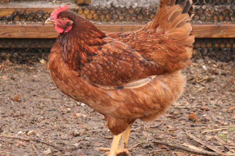 Cinnamon Queen Flockjourney