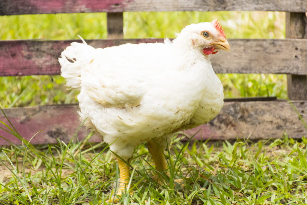 Cornish Cross Broiler Flockjourney