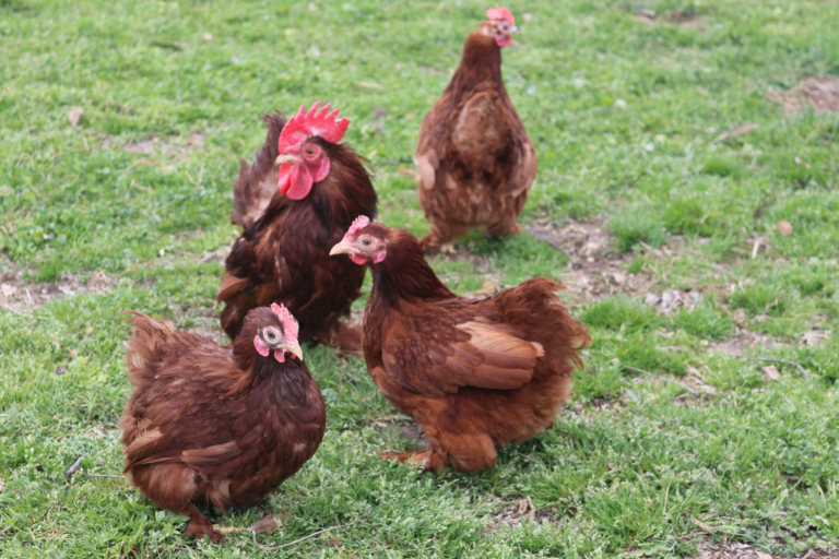 Cochin Bantams – Flockjourney