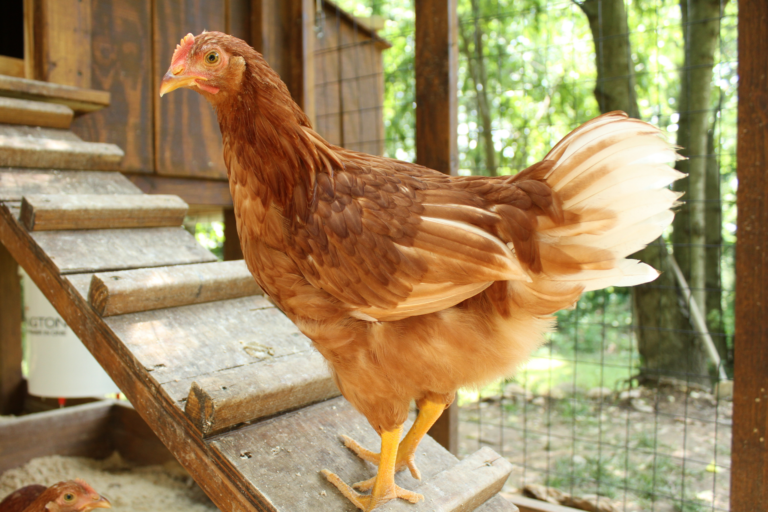 Starlight Green Egger™ – Flockjourney