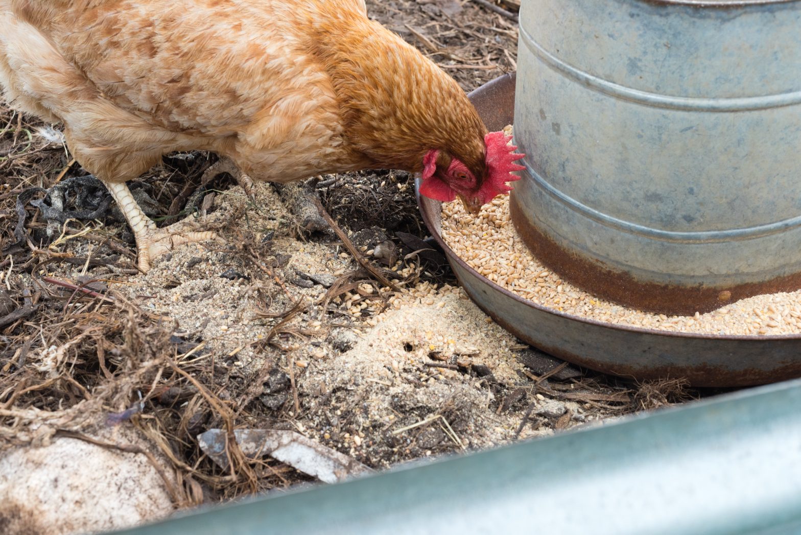 Keeping Feeders and Waterers Poop-Free and Clean – Flockjourney