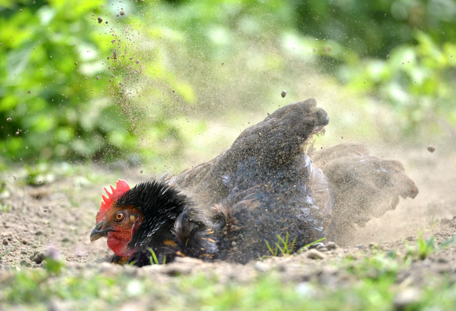 Why Do Chickens Need Dust Baths ? Flockjourney