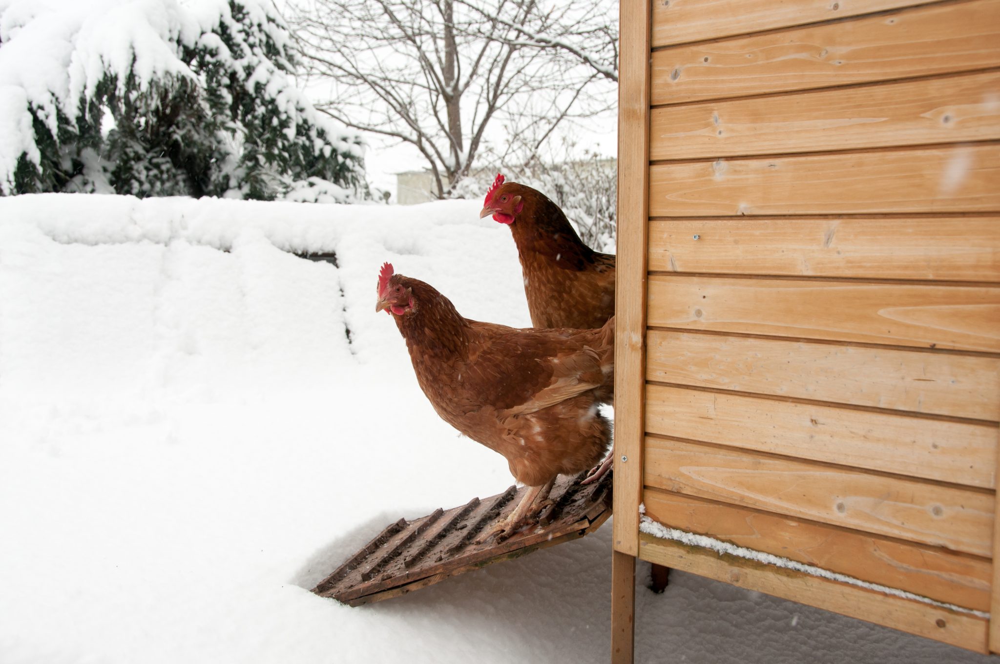 How to Easily Prepare Your Chickens for Winter Flockjourney
