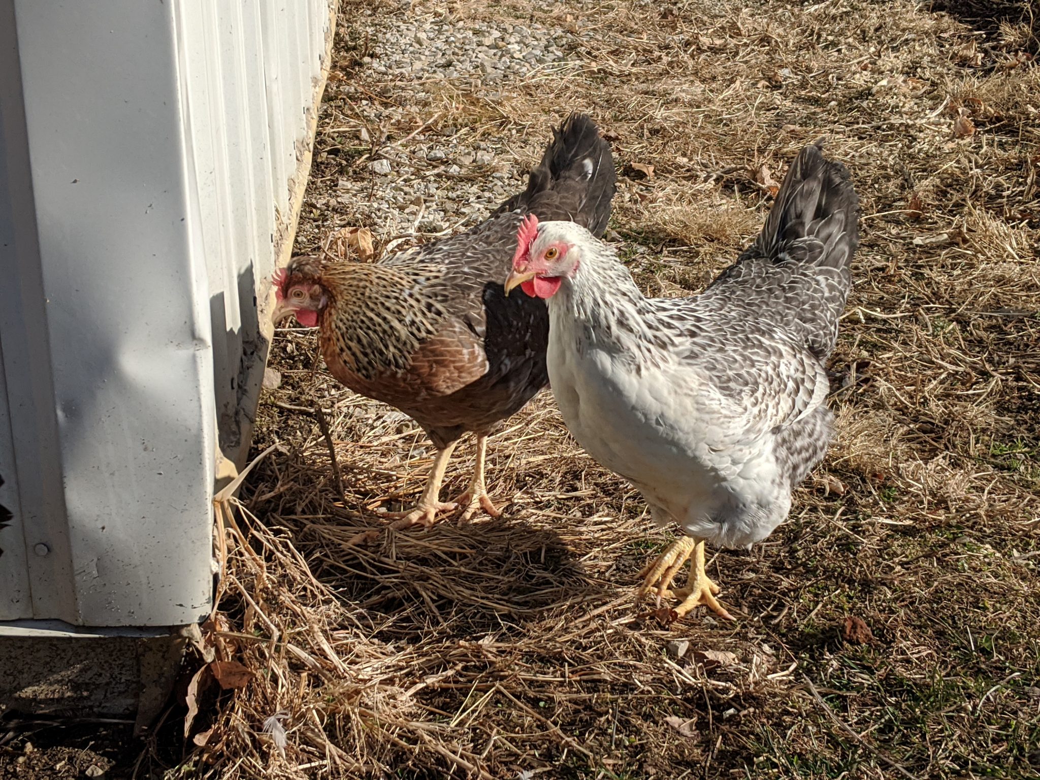 Easter Eggers Flockjourney