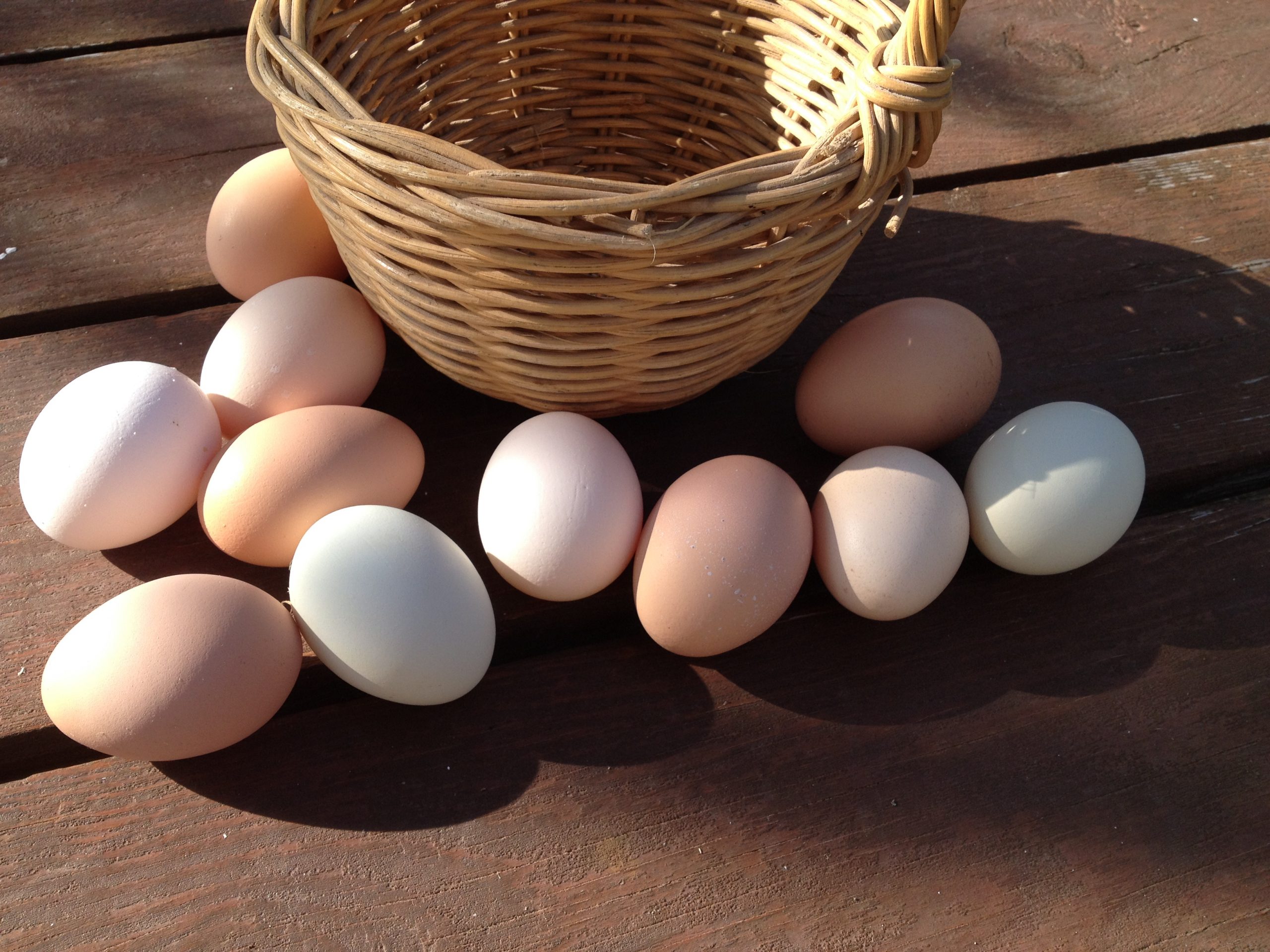 Giant Chicken Egg 