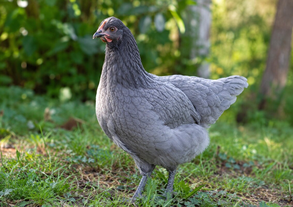 Olive Egger A Pop of Green for Your Egg Basket