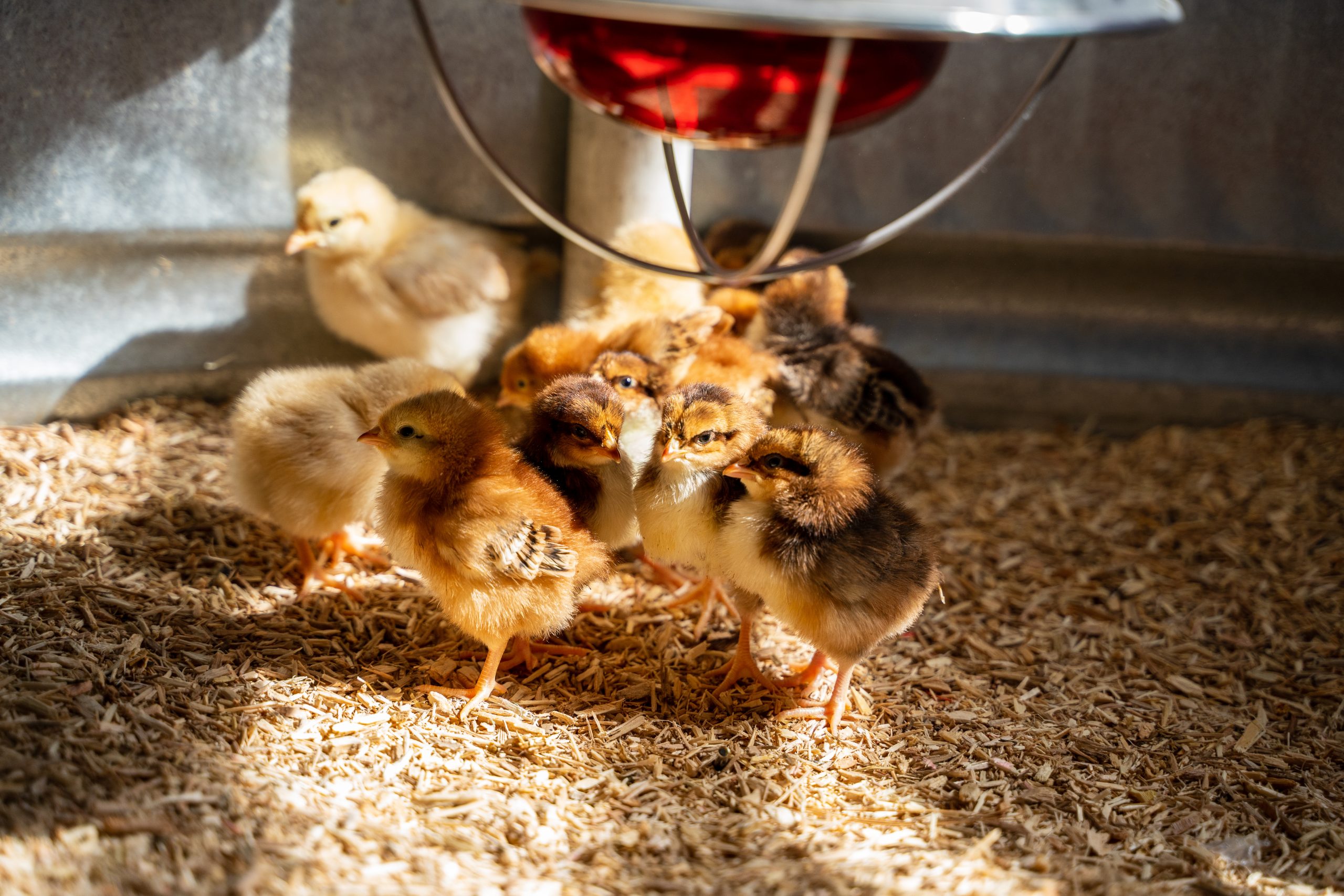 Hoovers Hatchery – Flockjourney