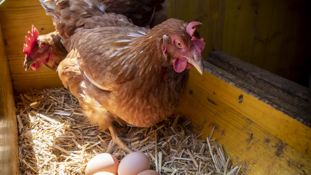 How to Stop Egg Eating – Flockjourney