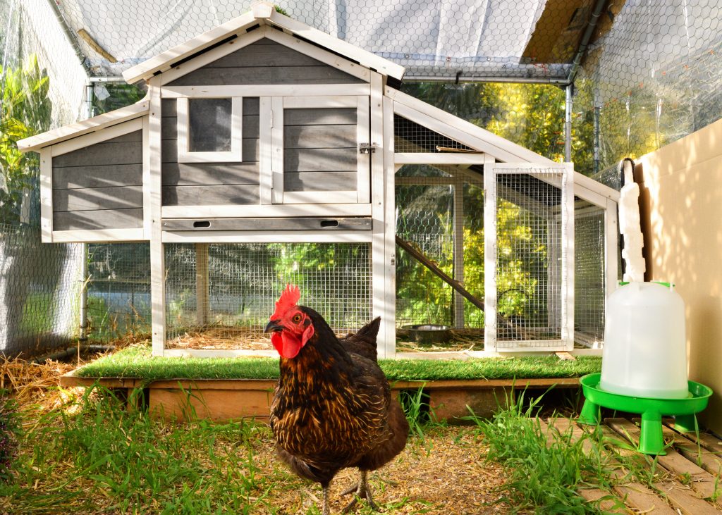 How to Keep Flies Out of Your Coop: Simple and Effective Ways to Keep ...