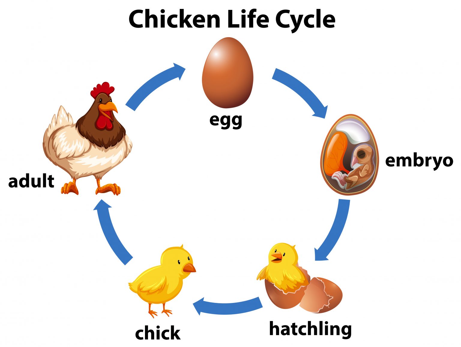 An Egg’s Incredible Journey – Flockjourney