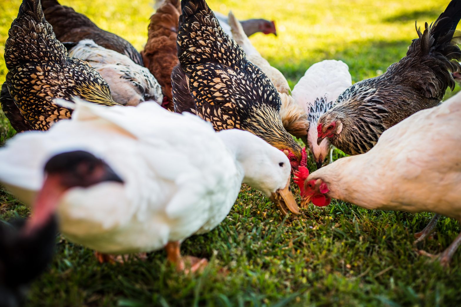 Table Scraps for Your Flock Flockjourney