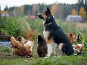 Poultry guard clearance dogs