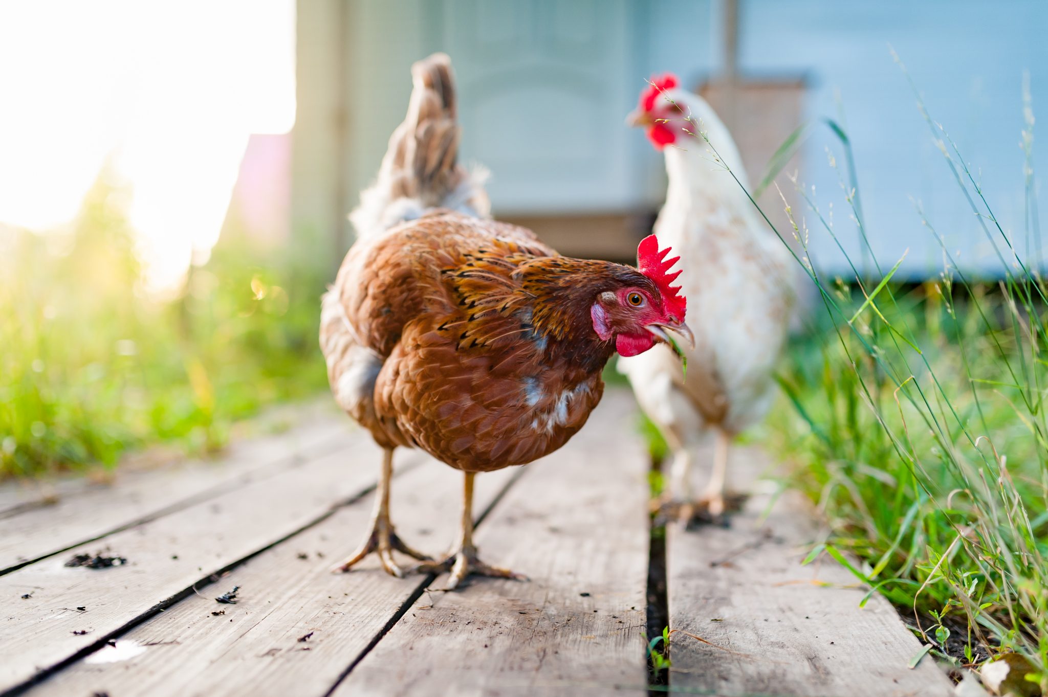 How to Prevent Chickens from Eating Your Garden Flockjourney