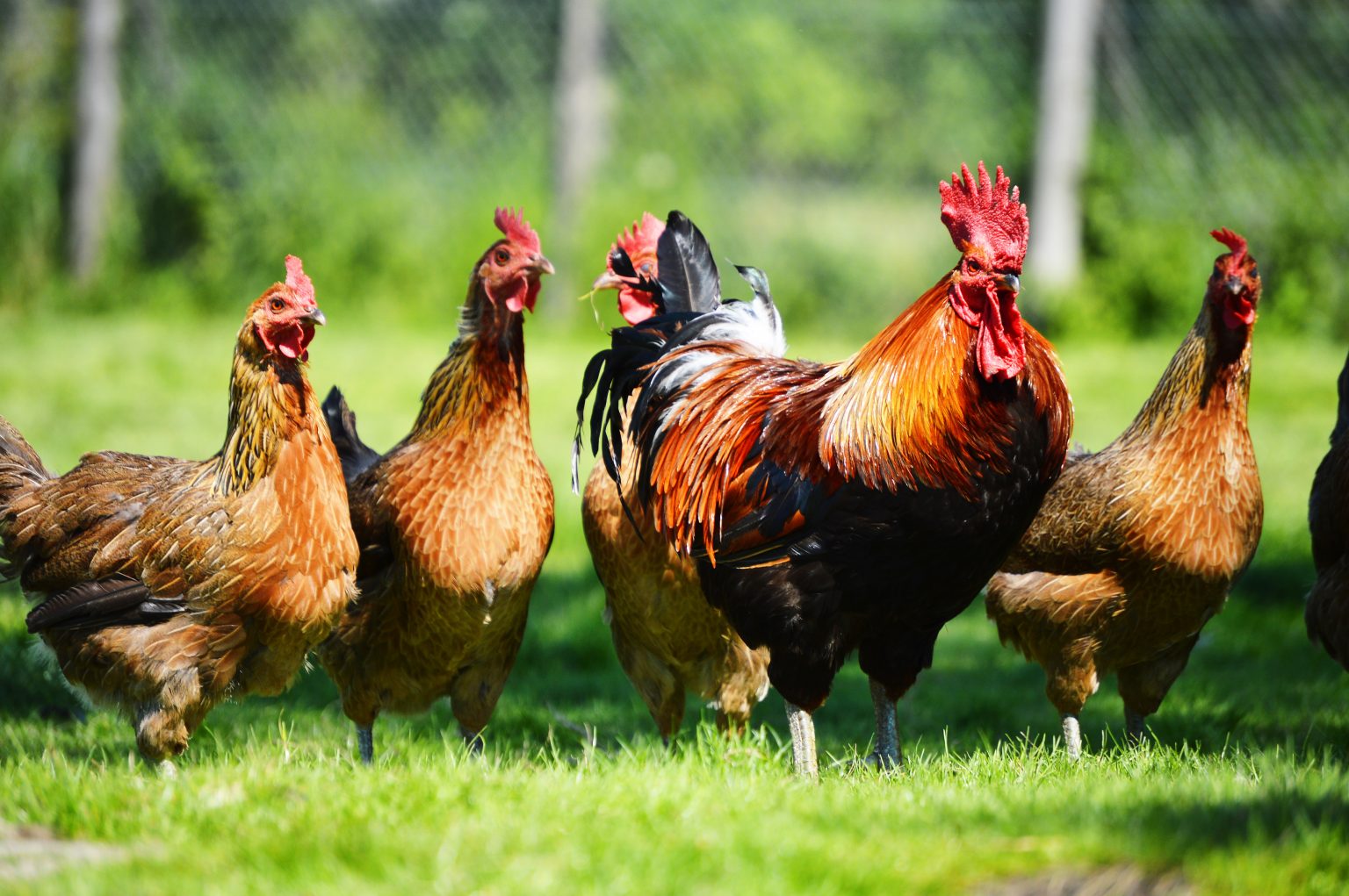 Hen to Rooster Ratio – Flockjourney