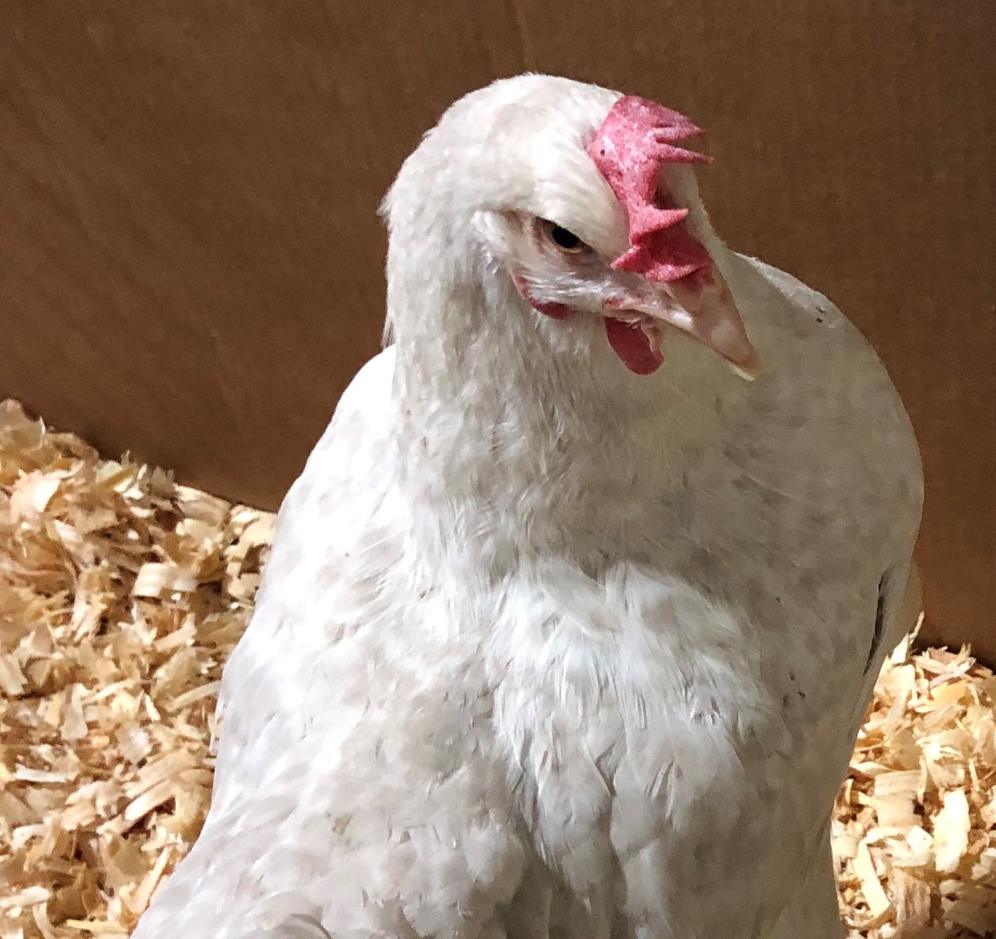 Brown Egg Layers Flockjourney