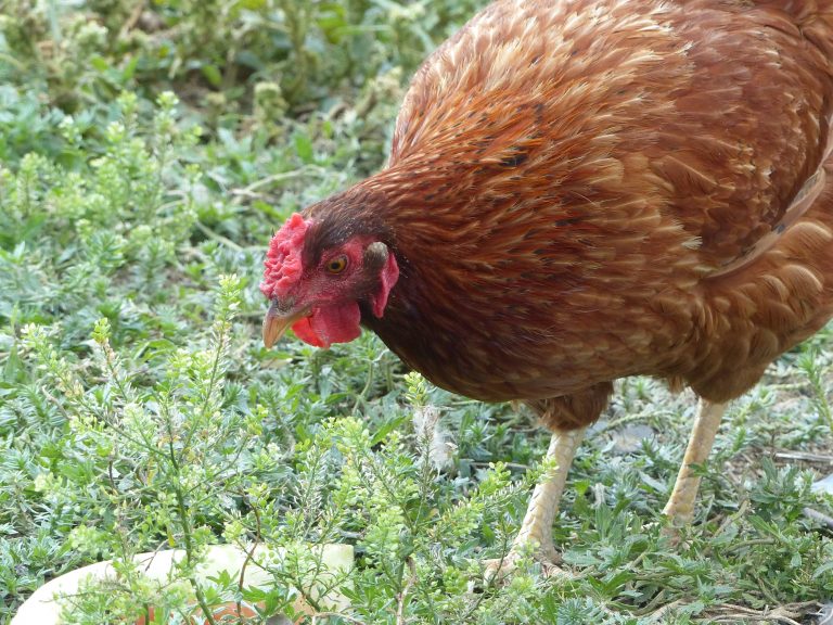 Chicken Combs Aren’t for Grooming – Flockjourney