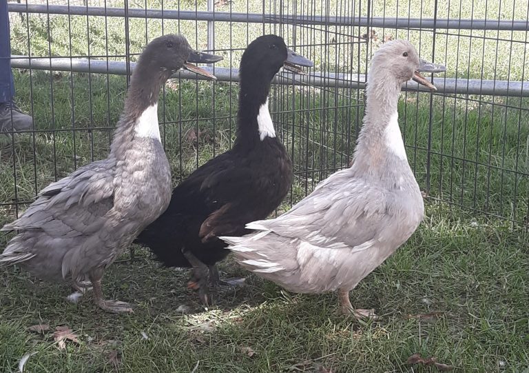 Swedish Ducks Flockjourney
