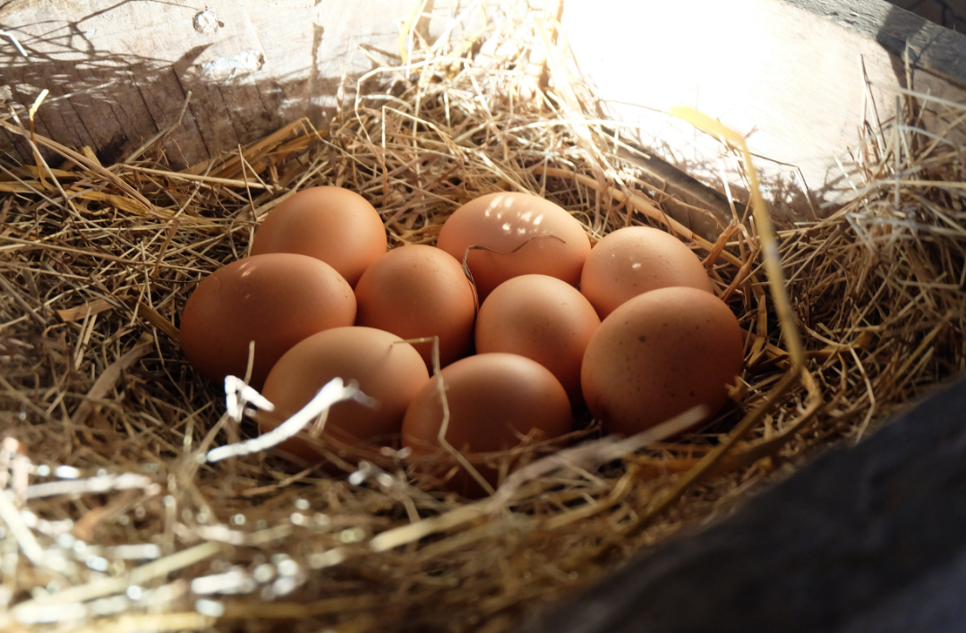 Tips and Tricks to Get Your Chickens to Lay Eggs in Nesting Boxes
