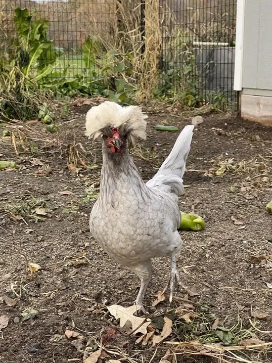 How Many Eggs Do Polish Chickens Lay?