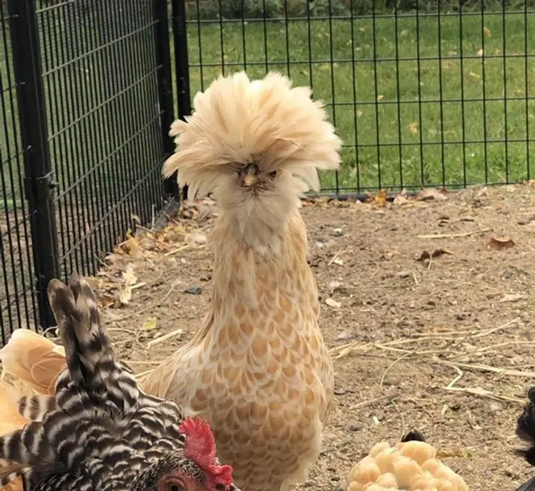 Polish chickens
