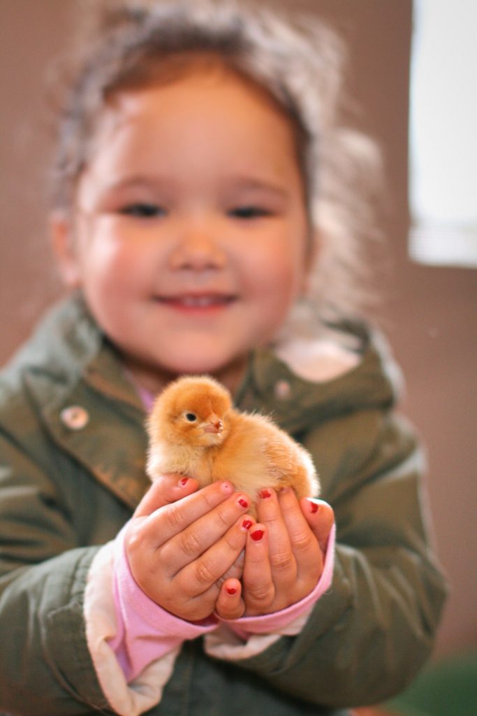 Tips for Helping Children Bond With the Flock