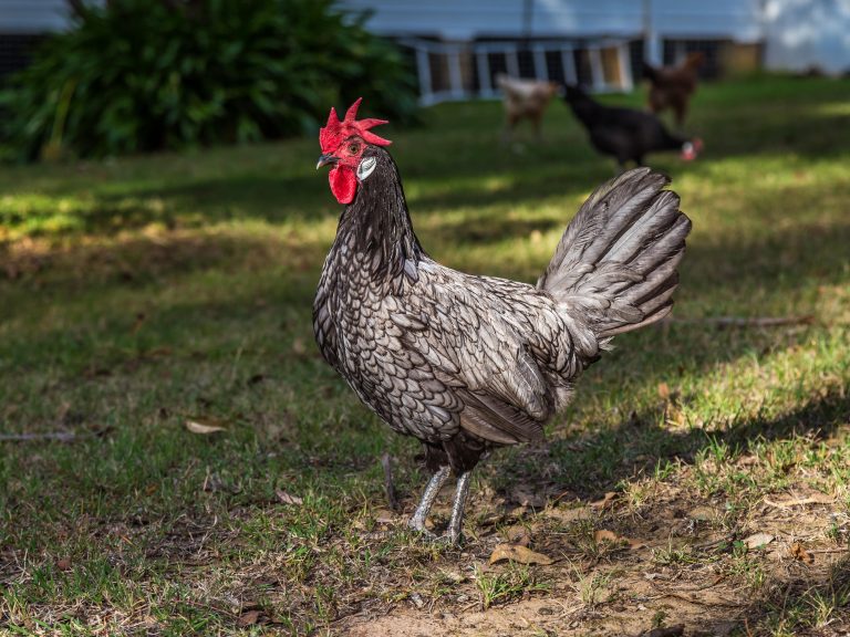 Popular Heritage Breeds to Consider