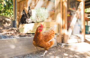 Can Chickens be Pets? – Flockjourney