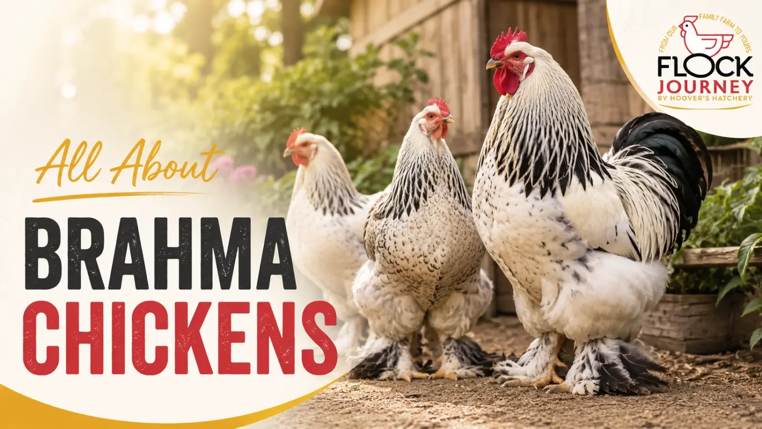 All About Brahma Chickens