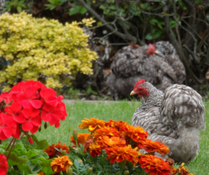 Gardening With Your Chickens