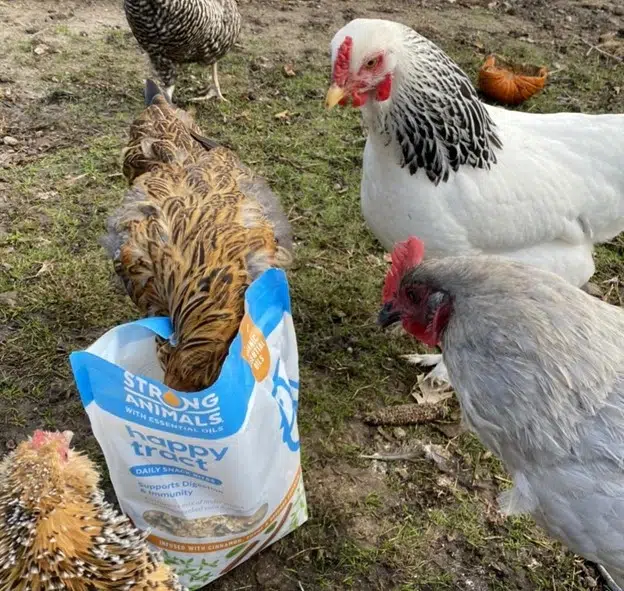 Easter Egger Features and Egg Production