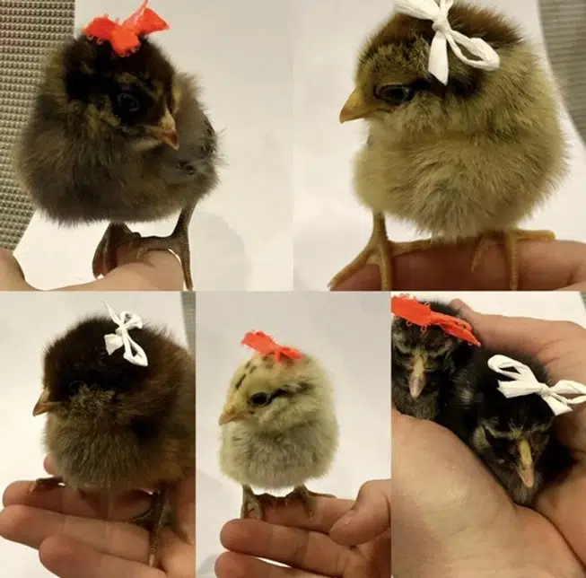 Where to Find Easter Egger Chickens
