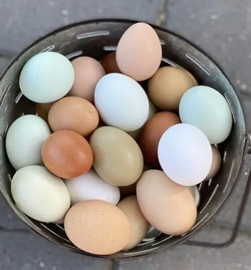Easter Egger Colors and Personalities