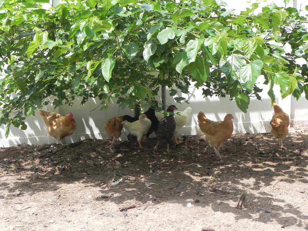 Sizing an Outdoor Run Flockjourney