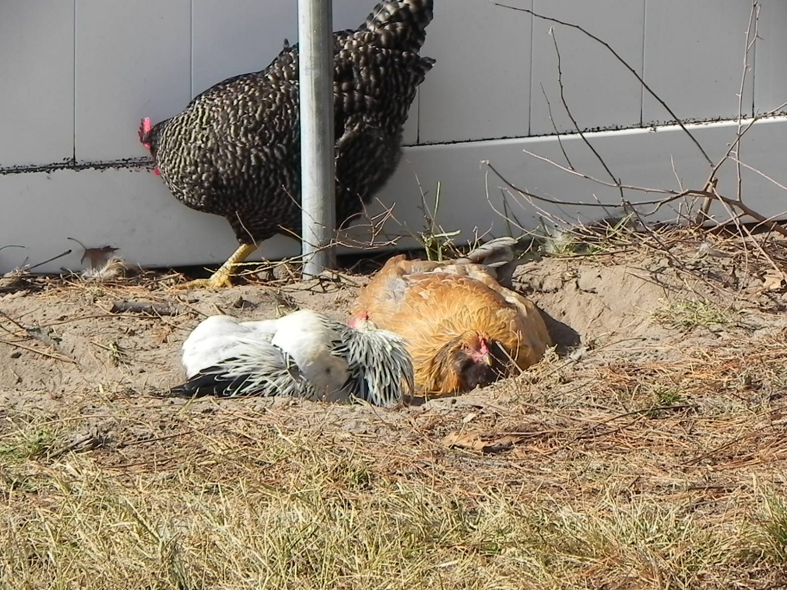 Chickens Love a Bath Flockjourney